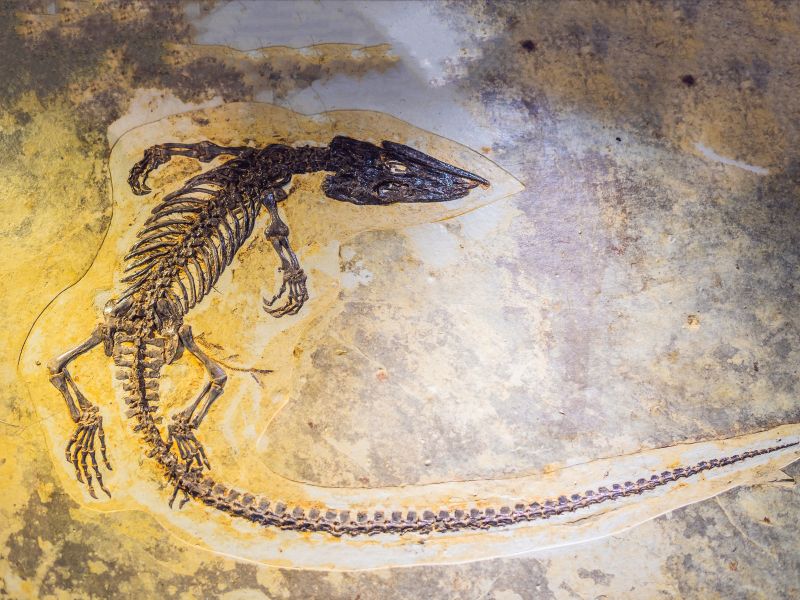 museo di storia naturale di venezia x