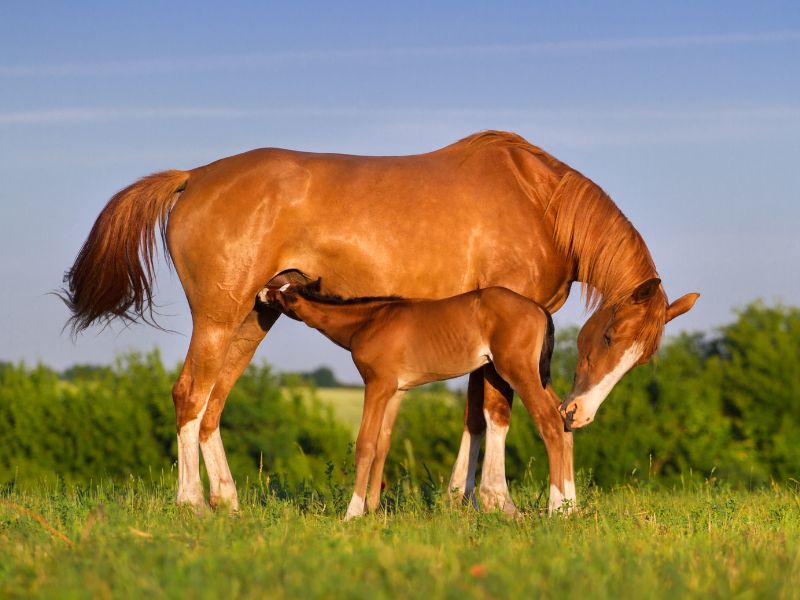 Wochenmarkt von Eraclea